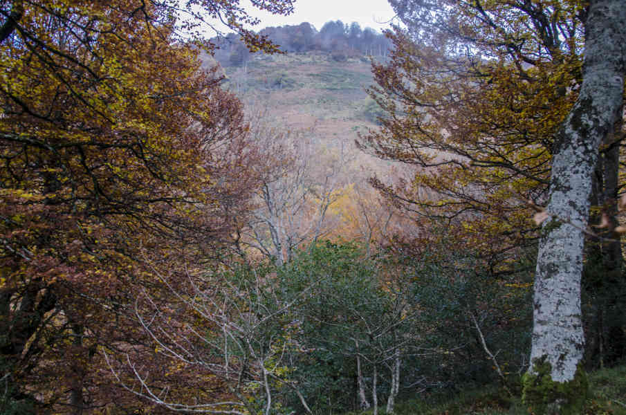 Comunidad Foral de Navarra 025 - Selva de Irati.jpg